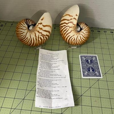 Chambered Nautilus Specimen