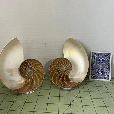 Chambered Nautilus Specimen