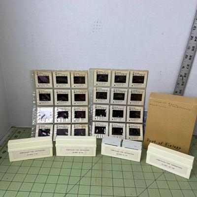 Embryology Slides (4 Boxes)