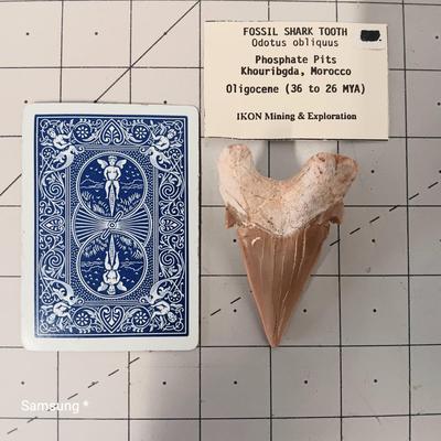 Fossil Shark Tooth