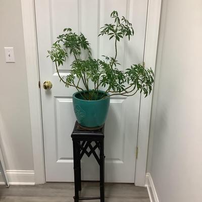 202 Dwarf Umbrella Tree Plant with Pot and Stand