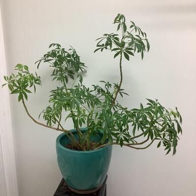 202 Dwarf Umbrella Tree Plant with Pot and Stand