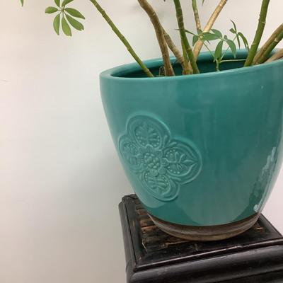 202 Dwarf Umbrella Tree Plant with Pot and Stand