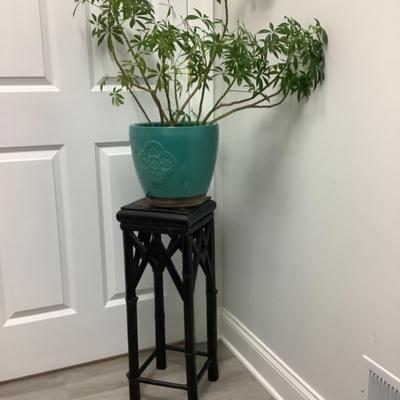 202 Dwarf Umbrella Tree Plant with Pot and Stand