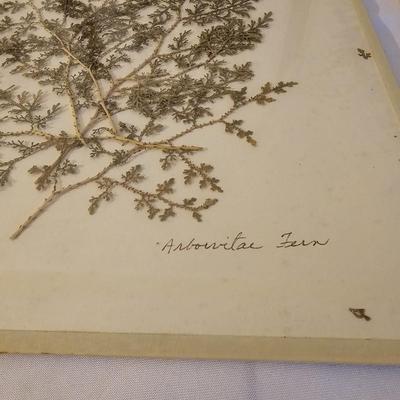 Natural Fern Leaf Pressings Under Glass  (PS-JS)
