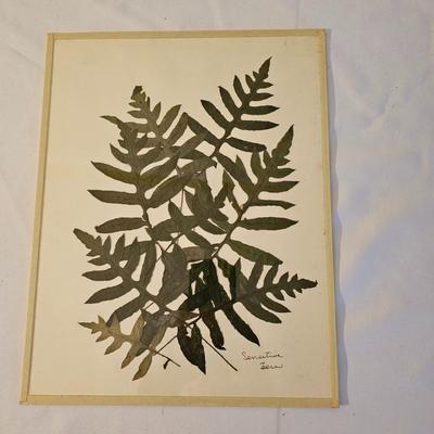 Natural Fern Leaf Pressings Under Glass  (PS-JS)