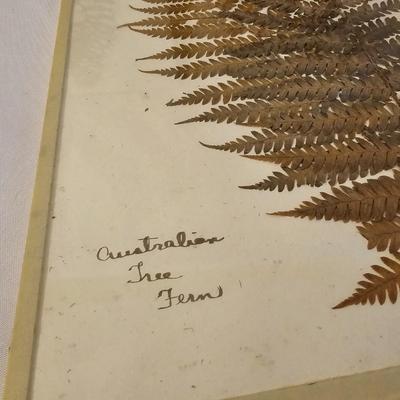 Natural Fern Leaf Pressings Under Glass  (PS-JS)
