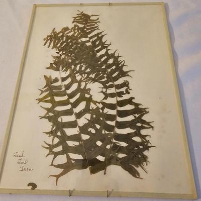 Natural Fern Leaf Pressings Under Glass  (PS-JS)
