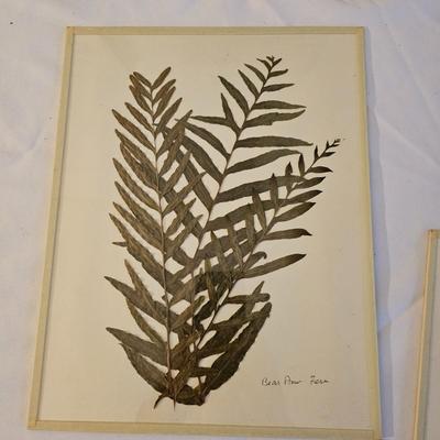 Natural Fern Leaf Pressings Under Glass  (PS-JS)