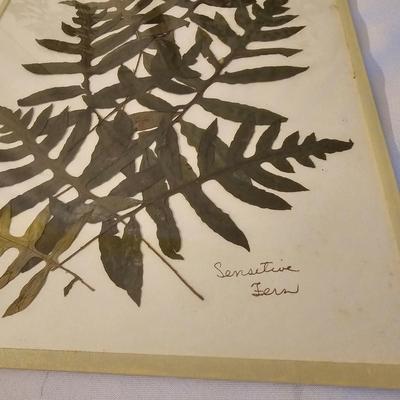Natural Fern Leaf Pressings Under Glass  (PS-JS)