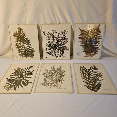 Natural Fern Leaf Pressings Under Glass  (PS-JS)