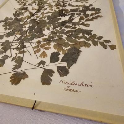Natural Fern Leaf Pressings Under Glass  (PS-JS)