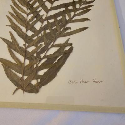Natural Fern Leaf Pressings Under Glass  (PS-JS)