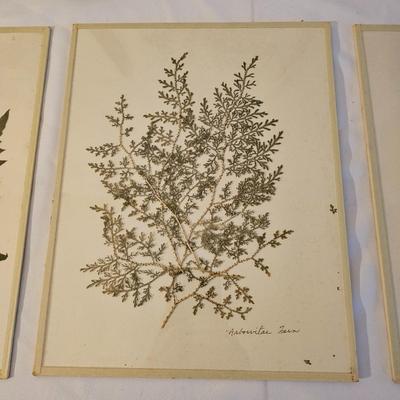 Natural Fern Leaf Pressings Under Glass  (PS-JS)