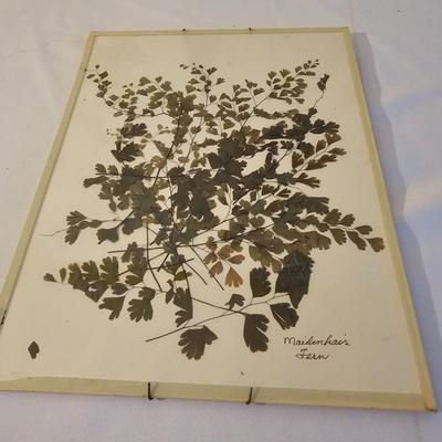 Natural Fern Leaf Pressings Under Glass  (PS-JS)
