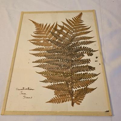 Natural Fern Leaf Pressings Under Glass  (PS-JS)