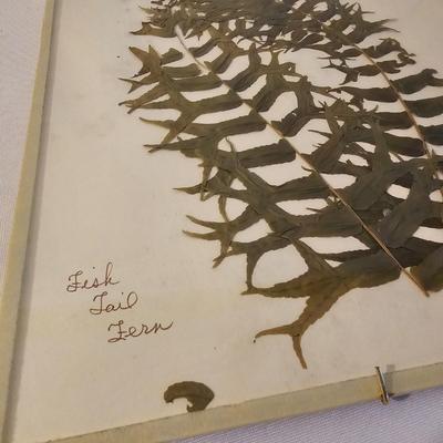 Natural Fern Leaf Pressings Under Glass  (PS-JS)