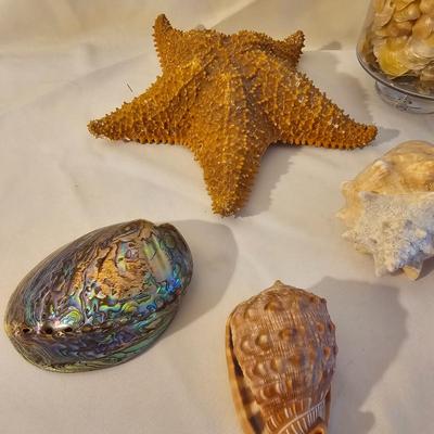 Seashells, Abalone & More  (PS-JS)