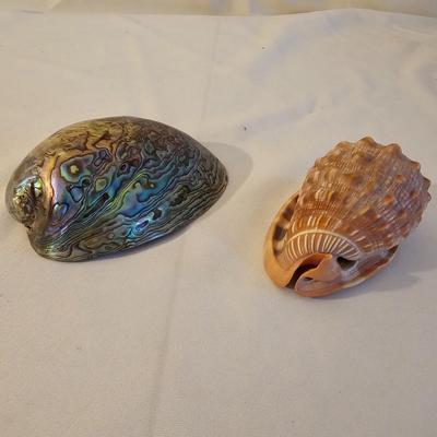 Seashells, Abalone & More  (PS-JS)