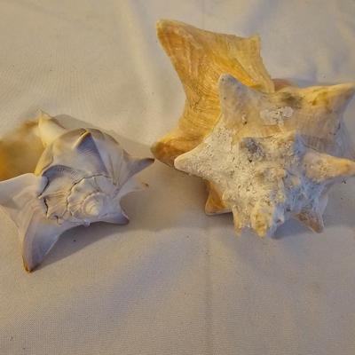 Seashells, Abalone & More  (PS-JS)