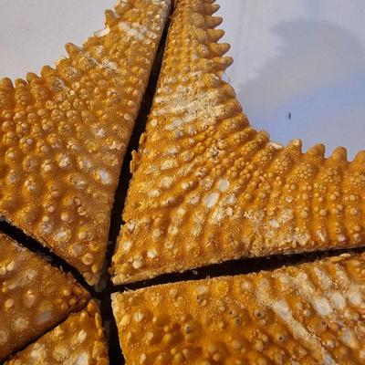 Seashells, Abalone & More  (PS-JS)
