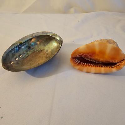 Seashells, Abalone & More  (PS-JS)