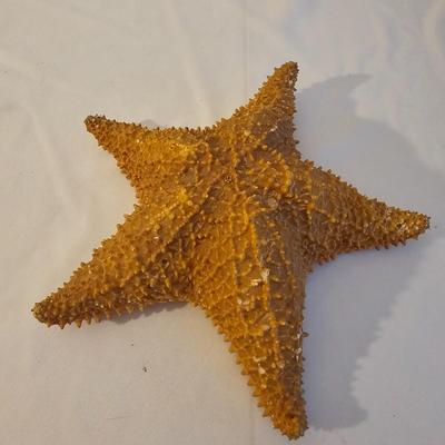 Seashells, Abalone & More  (PS-JS)