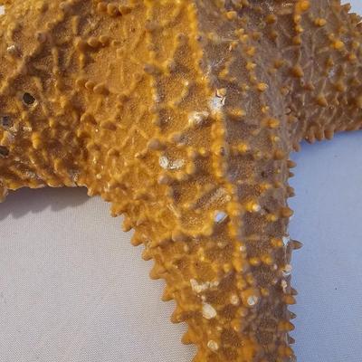 Seashells, Abalone & More  (PS-JS)