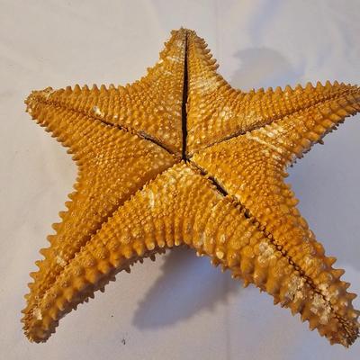 Seashells, Abalone & More  (PS-JS)
