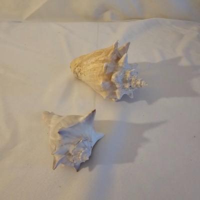 Seashells, Abalone & More  (PS-JS)