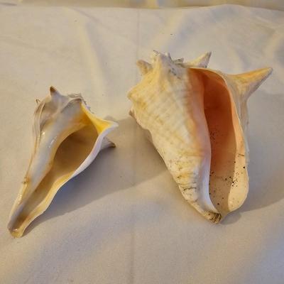 Seashells, Abalone & More  (PS-JS)