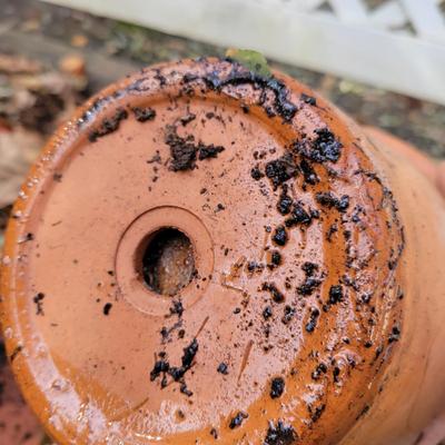 Ceramic and Terracotta Planters (BY-DW)