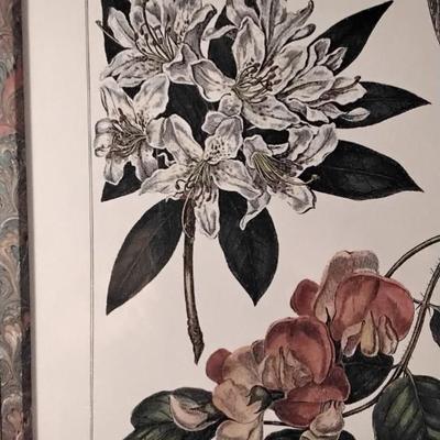 Beautifully Framed and Matted Floral Print