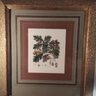 The Oak Tree Framed and Matted Print