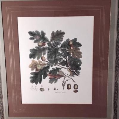 The Oak Tree Framed and Matted Print