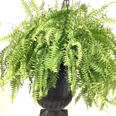 423 Allen & Roth Black Urn with Furn