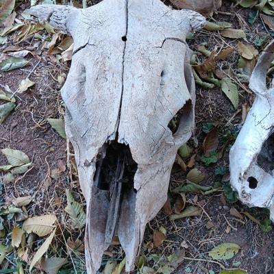 Three old cow skulls not complete skulls