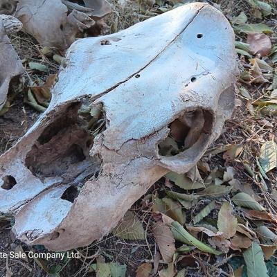 Three old cow skulls not complete skulls