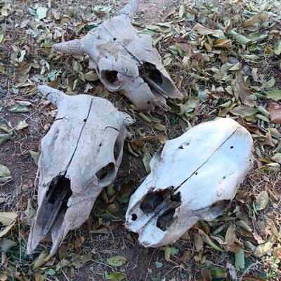 Three old cow skulls not complete skulls
