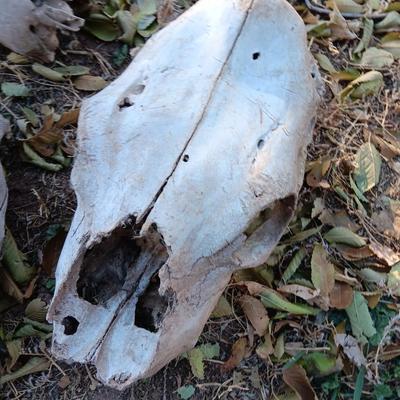 Three old cow skulls not complete skulls