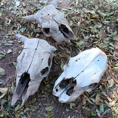 Three old cow skulls not complete skulls