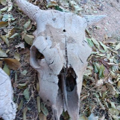 Three old cow skulls not complete skulls