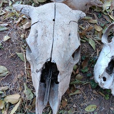 Three old cow skulls not complete skulls