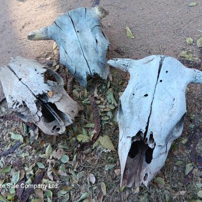 Three old cow skulls