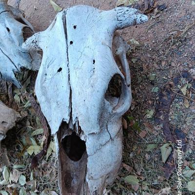 Three old cow skulls