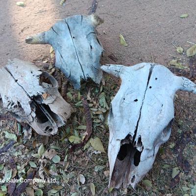 Three old cow skulls