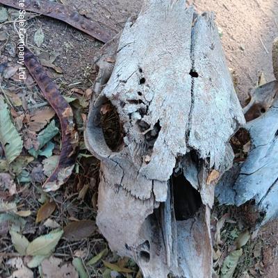 Three old cow skulls