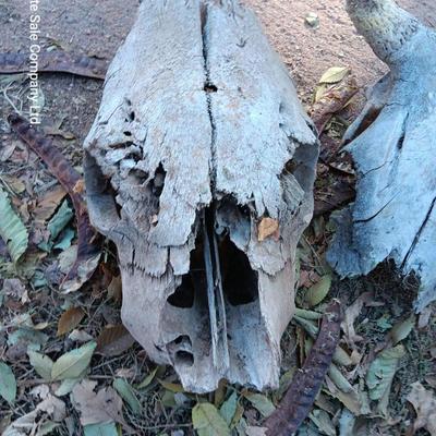 Three old cow skulls