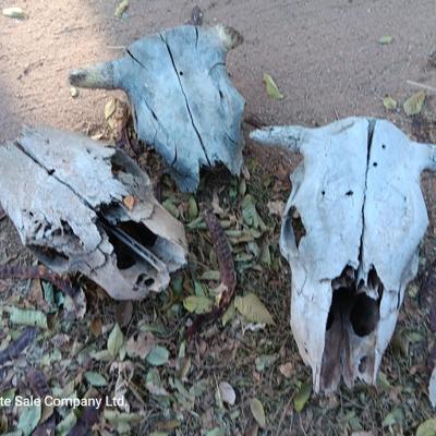 Three old cow skulls