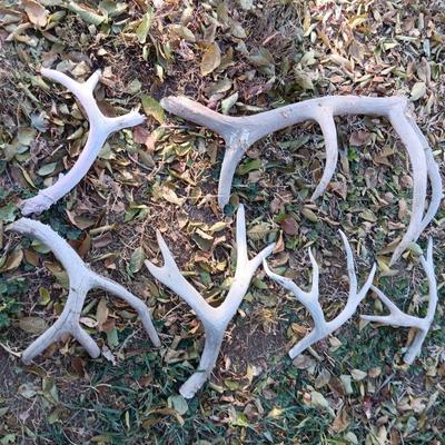 Old antlers Deer and Elk